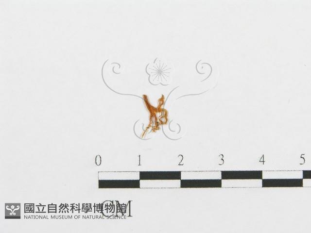 登錄號:F0001171藏品圖，第1張