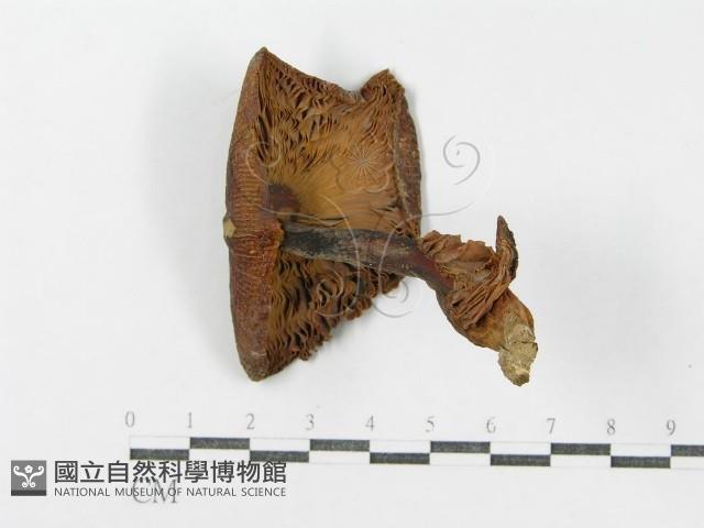 登錄號:F0011171藏品圖，第3張