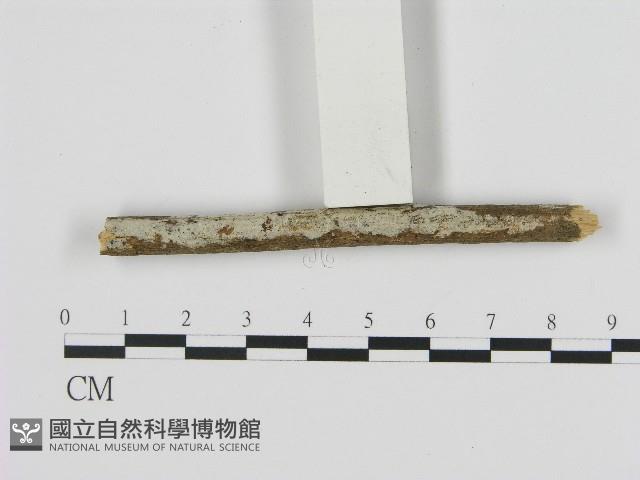 絲皮菌屬藏品圖，第1張