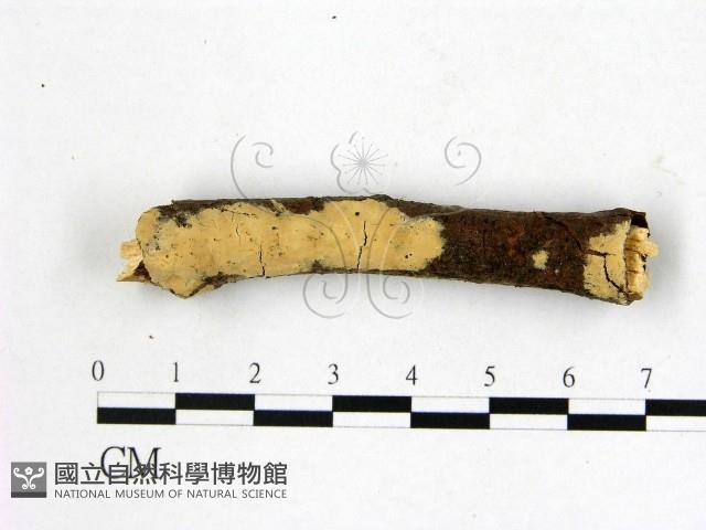 登錄號:F0022171藏品圖，第1張