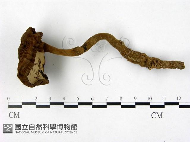 登錄號:F0002171藏品圖，第1張