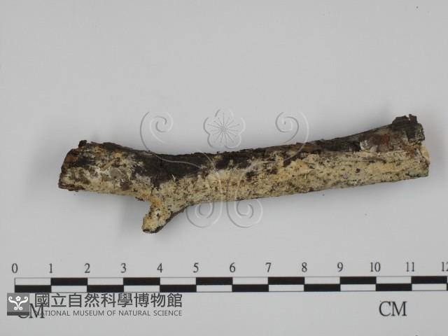 登錄號:F0012171藏品圖，第1張