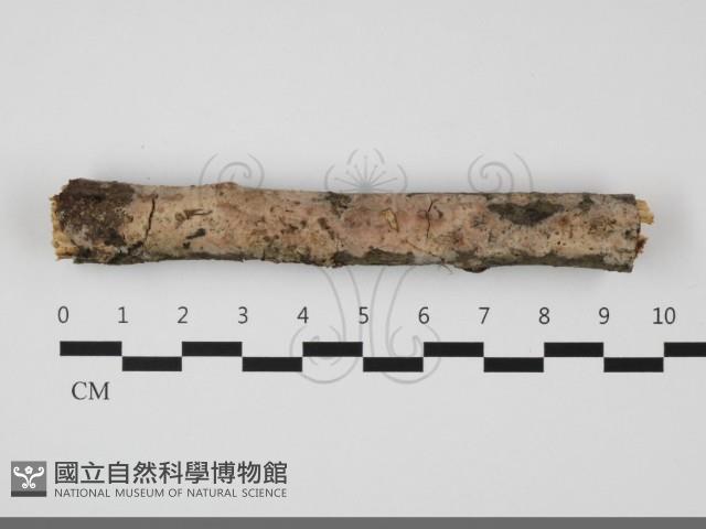 登錄號:F0032171藏品圖，第1張