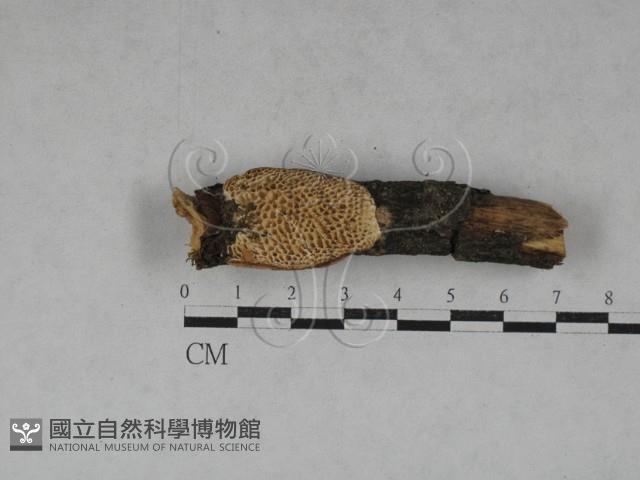 薄孔菌屬藏品圖，第1張