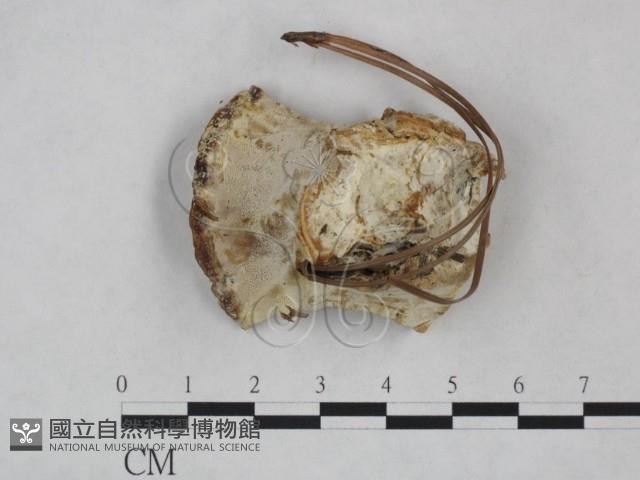 靈芝屬藏品圖，第1張