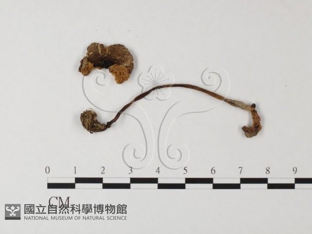 登錄號:F0005171藏品圖，第1張