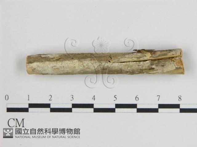 樹狀皮革菌屬藏品圖，第1張