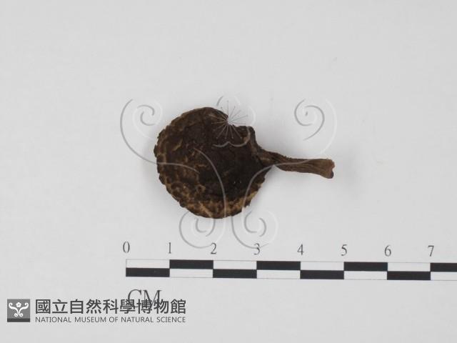 登錄號:F0019171藏品圖，第1張