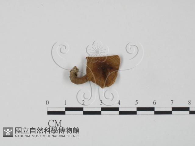 登錄號:F0013171藏品圖，第1張