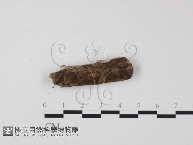 登錄號:F0020071藏品圖，第1張