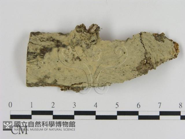 登錄號:F0000071藏品圖，第1張