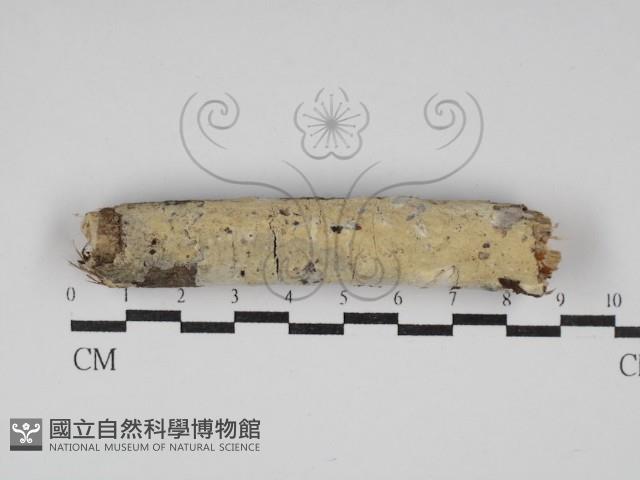 絲齒菌屬藏品圖，第1張