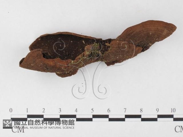 木層孔菌屬藏品圖，第1張