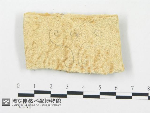 登錄號:F0006071藏品圖，第1張