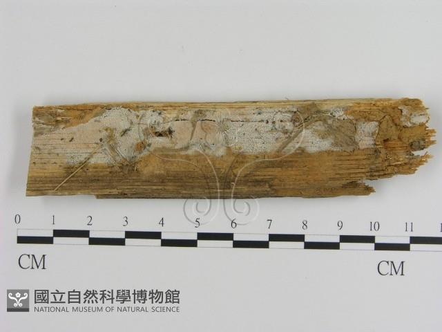 登錄號:F0021071藏品圖，第1張