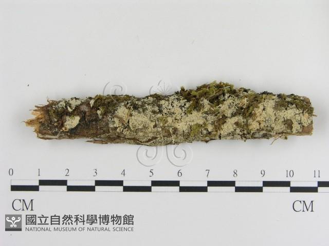 登錄號:F0001071藏品圖，第1張
