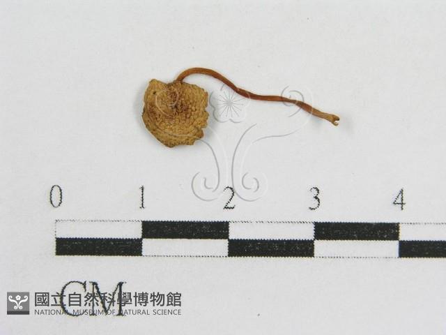 登錄號:F0011071藏品圖，第1張