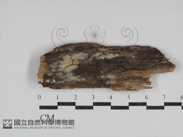 射脈菌屬藏品圖，第1張