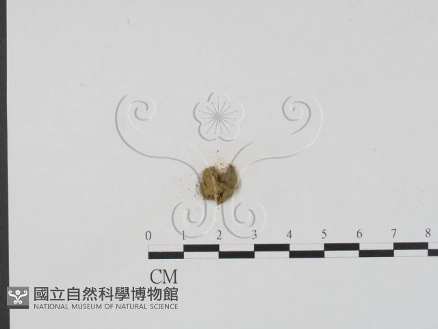 登錄號:F0004071藏品圖，第1張