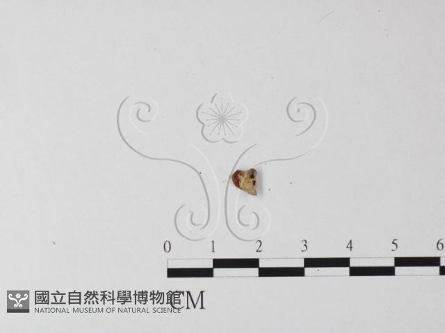 登錄號:F0002071藏品圖，第1張