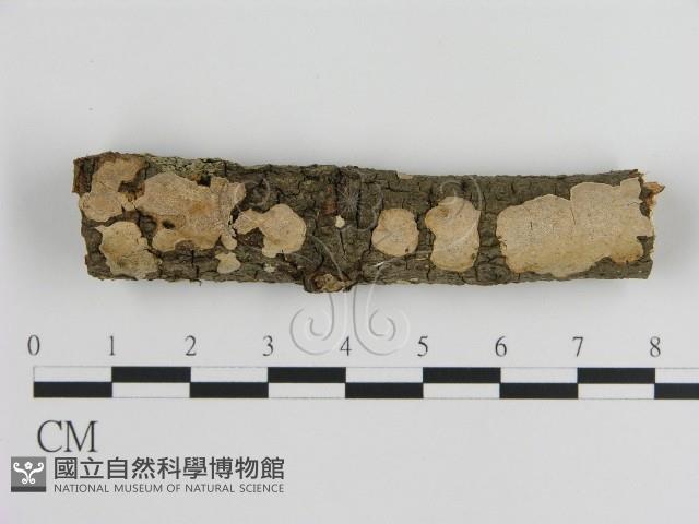 刺皮菌屬藏品圖，第1張