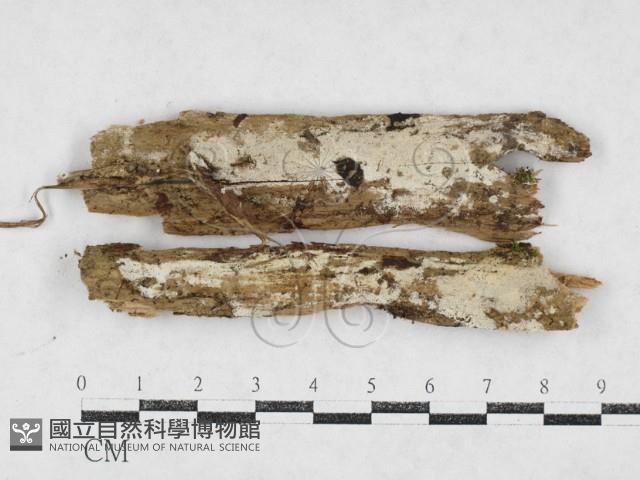 絲齒菌屬藏品圖，第1張