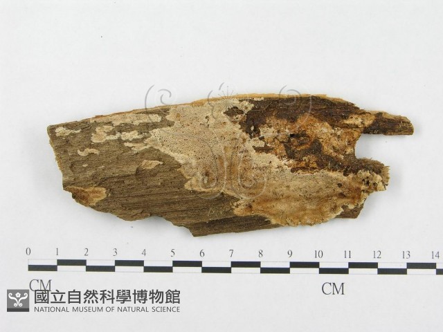 登錄號:F0007071藏品圖，第1張