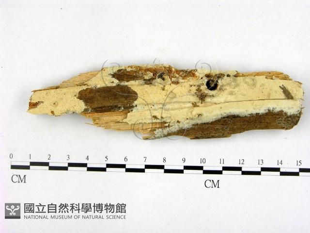 登錄號:F0017071藏品圖，第1張