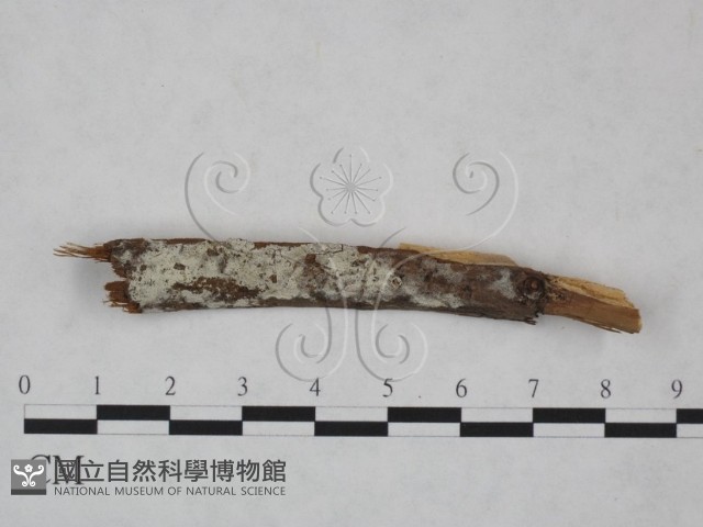 冇骨消絲齒菌藏品圖，第1張