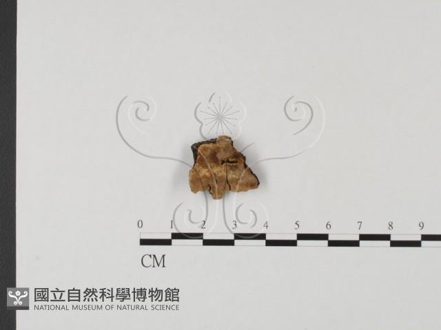 登錄號:F0005071藏品圖，第1張