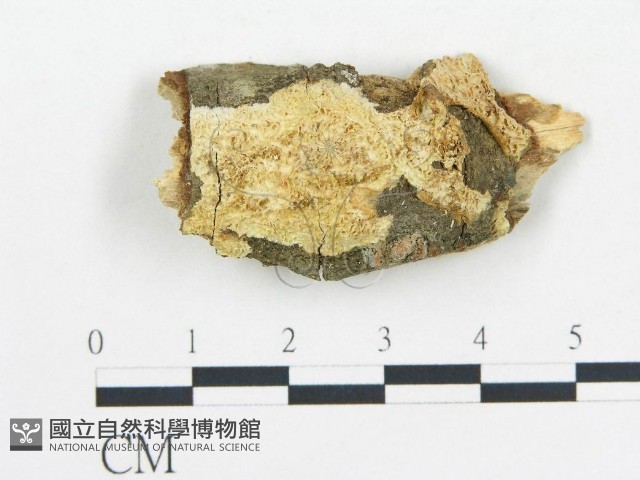 登錄號:F0015071藏品圖，第1張