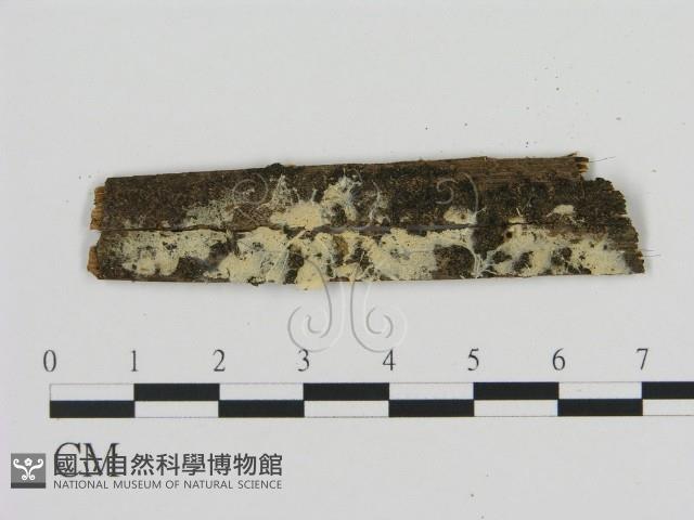 登錄號:F0009071藏品圖，第1張