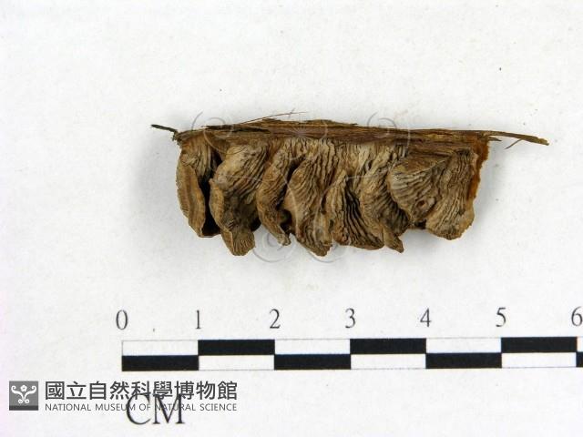 館號:F0019071藏品圖，第1張