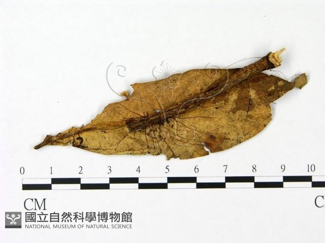 登錄號:F0023071藏品圖，第1張