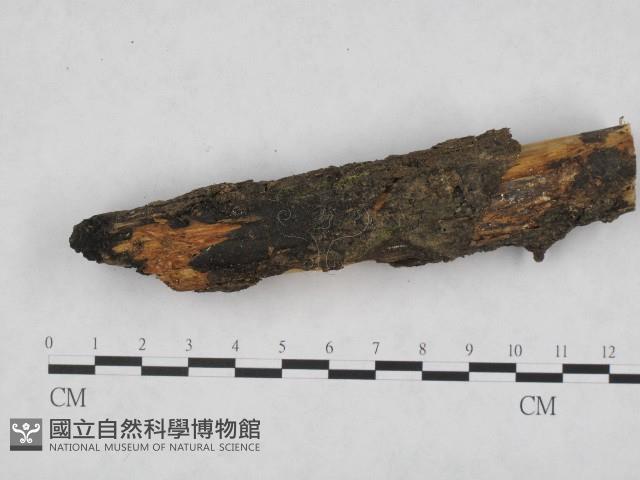 登錄號:F0003071藏品圖，第1張