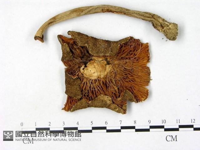 鵝膏屬藏品圖，第1張
