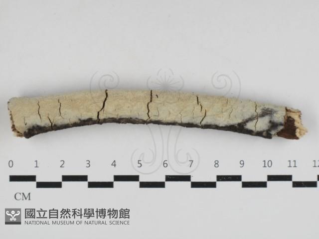 登錄號:F0033071藏品圖，第1張