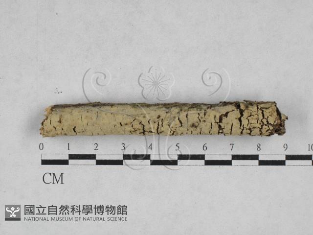 登錄號:F0028371藏品圖，第1張