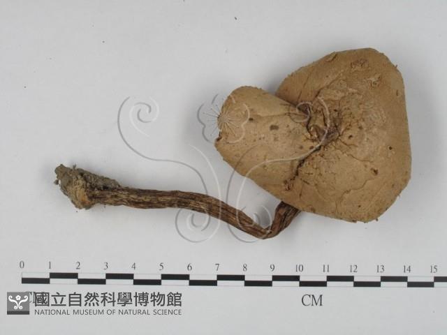 登錄號:F0008371藏品圖，第1張