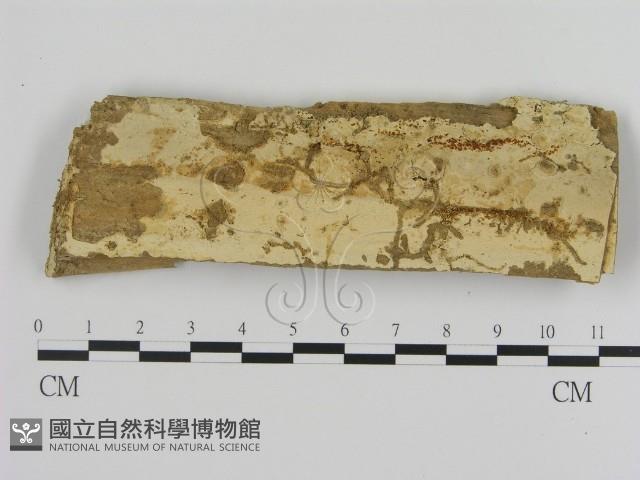 登錄號:F0020371藏品圖，第1張