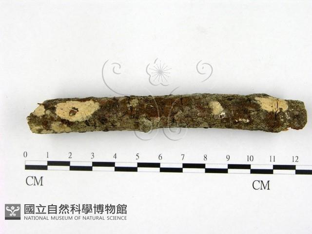 登錄號:F0000371藏品圖，第1張
