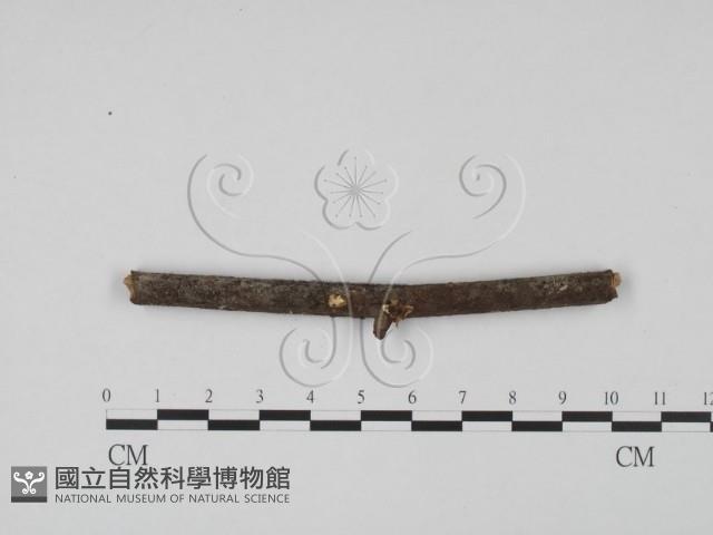 登錄號:F0010371藏品圖，第1張