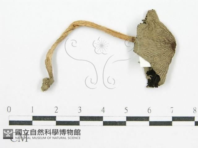 鬼傘屬藏品圖，第1張