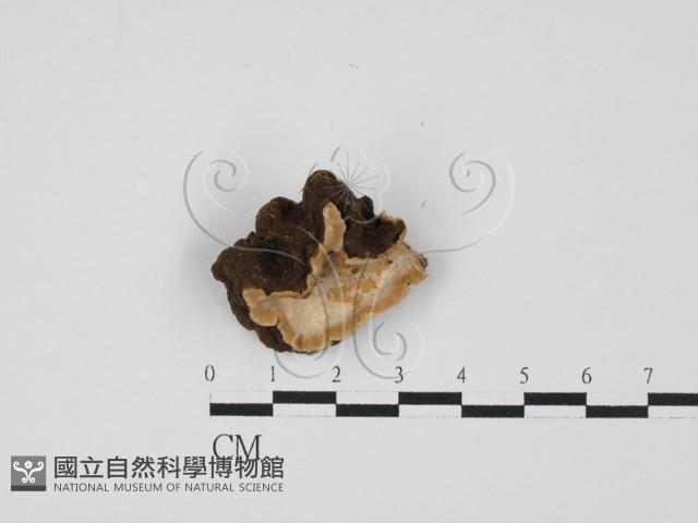 登錄號:F0021371藏品圖，第1張