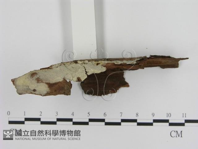登錄號:F0001371藏品圖，第1張