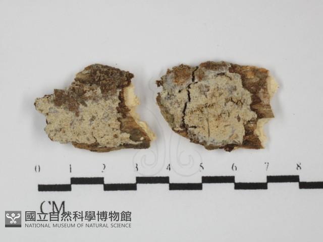 登錄號:F0031371藏品圖，第1張