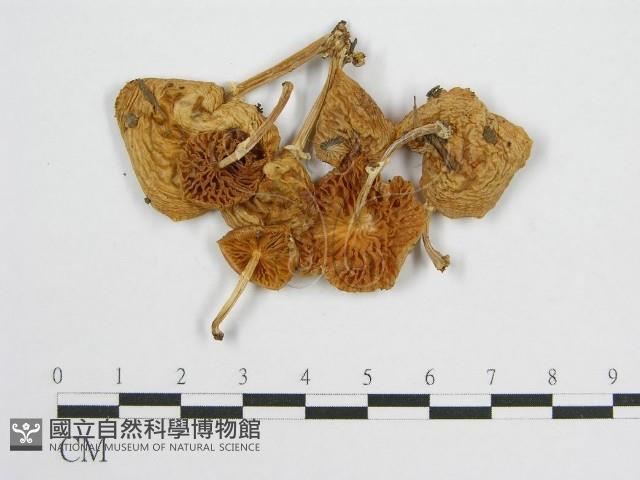 登錄號:F0004371藏品圖，第1張