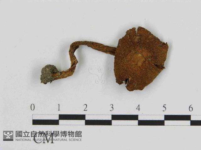 登錄號:F0014371藏品圖，第1張