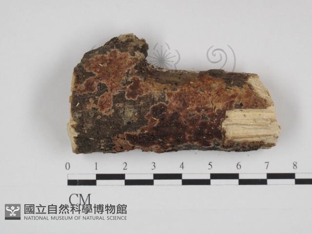 登錄號:F0022371藏品圖，第1張