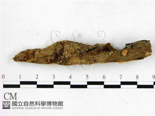 登錄號:F0002371藏品圖，第1張